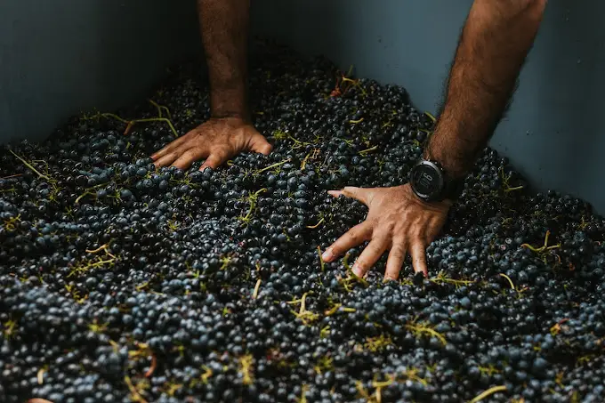 Beaumont Vineyards Wild Vine Travel South Africa